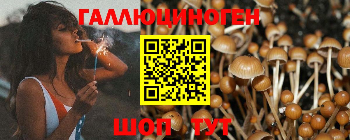 Псилоцибиновые грибы Psilocybine cubensis Смоленск